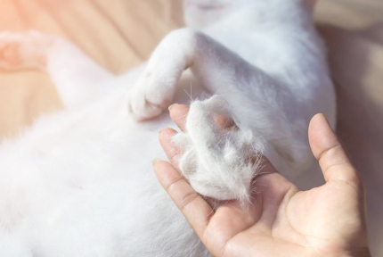 털이 빠지는 고양이.