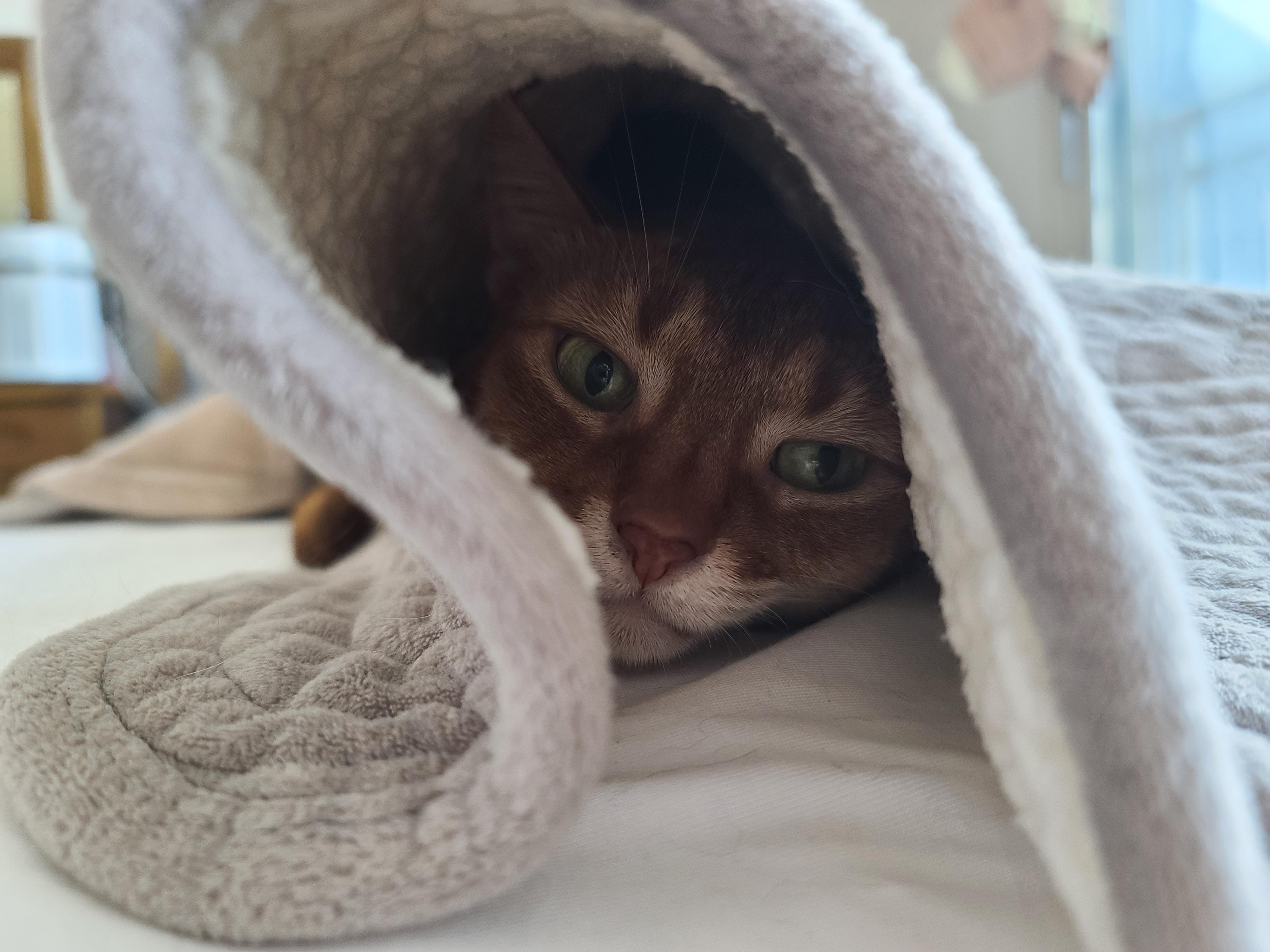 오랜만에 맑은 하늘이었던 날 아홉냥이네 고양이들.