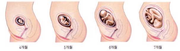생리주기 가임기 참고사진 3