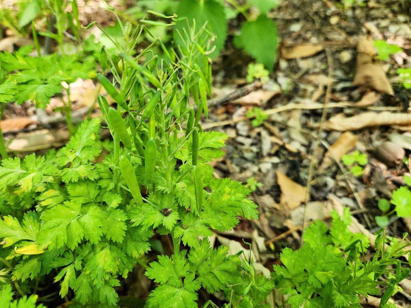 자주괴불주머니