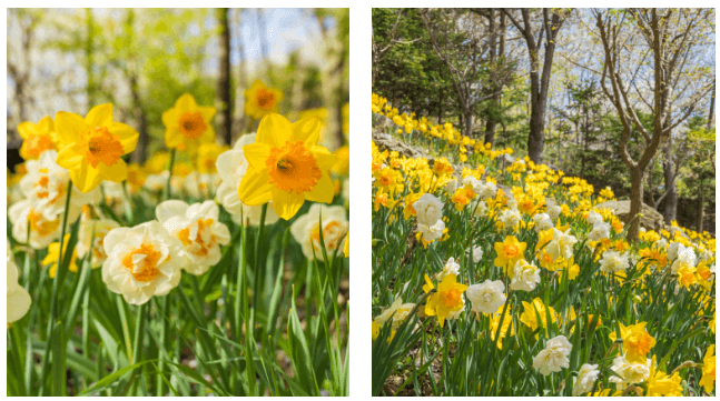 2025년 화담숲 벚꽃 사전예약 (입장료&amp;#44; 모노레일)