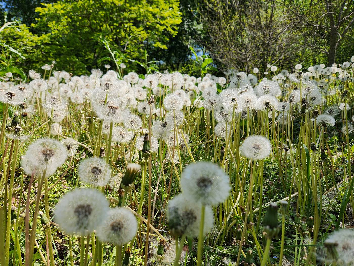 서양민들레 dandelion