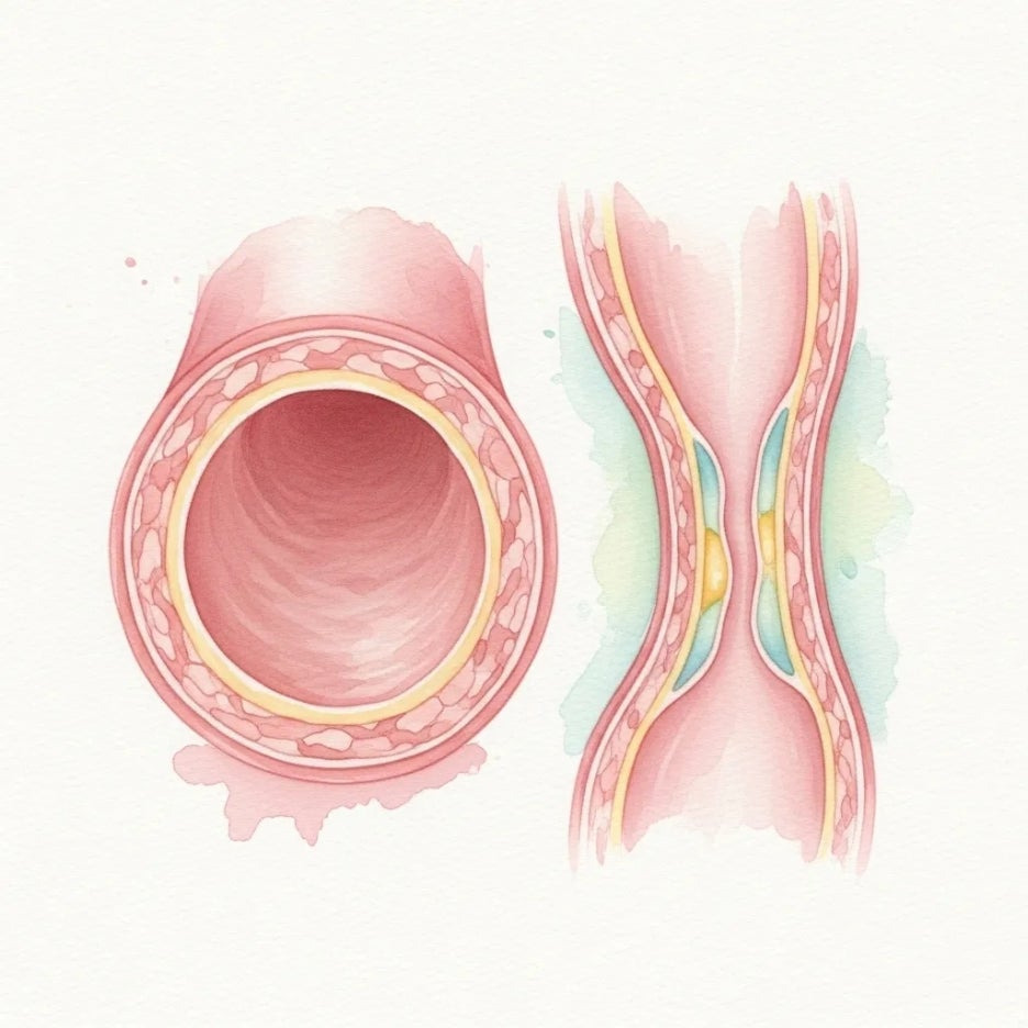 건강한 혈관과 변화된 혈관의 모습