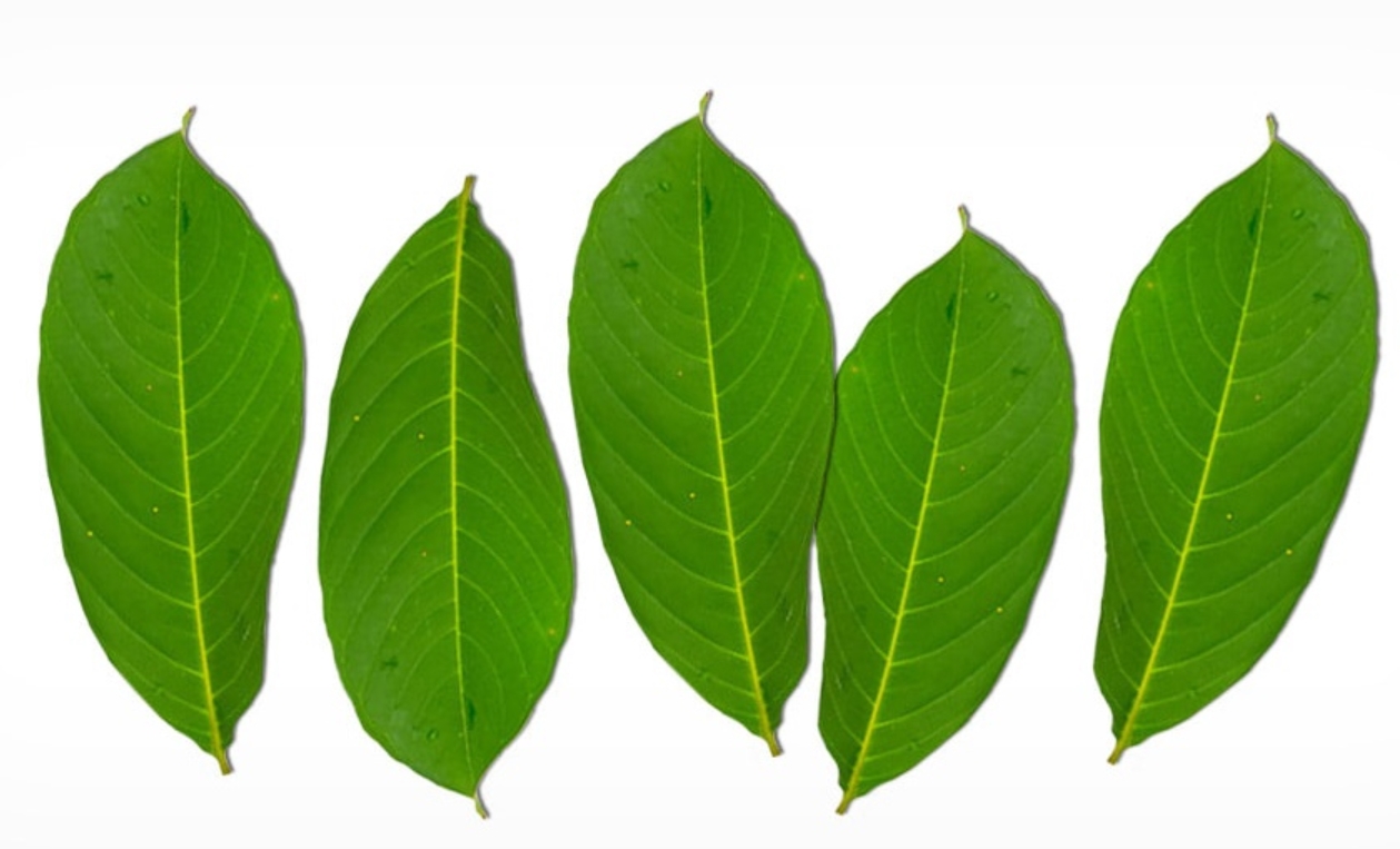 식후 졸음 해결방법 웰씨드 홍국바나바큐텐