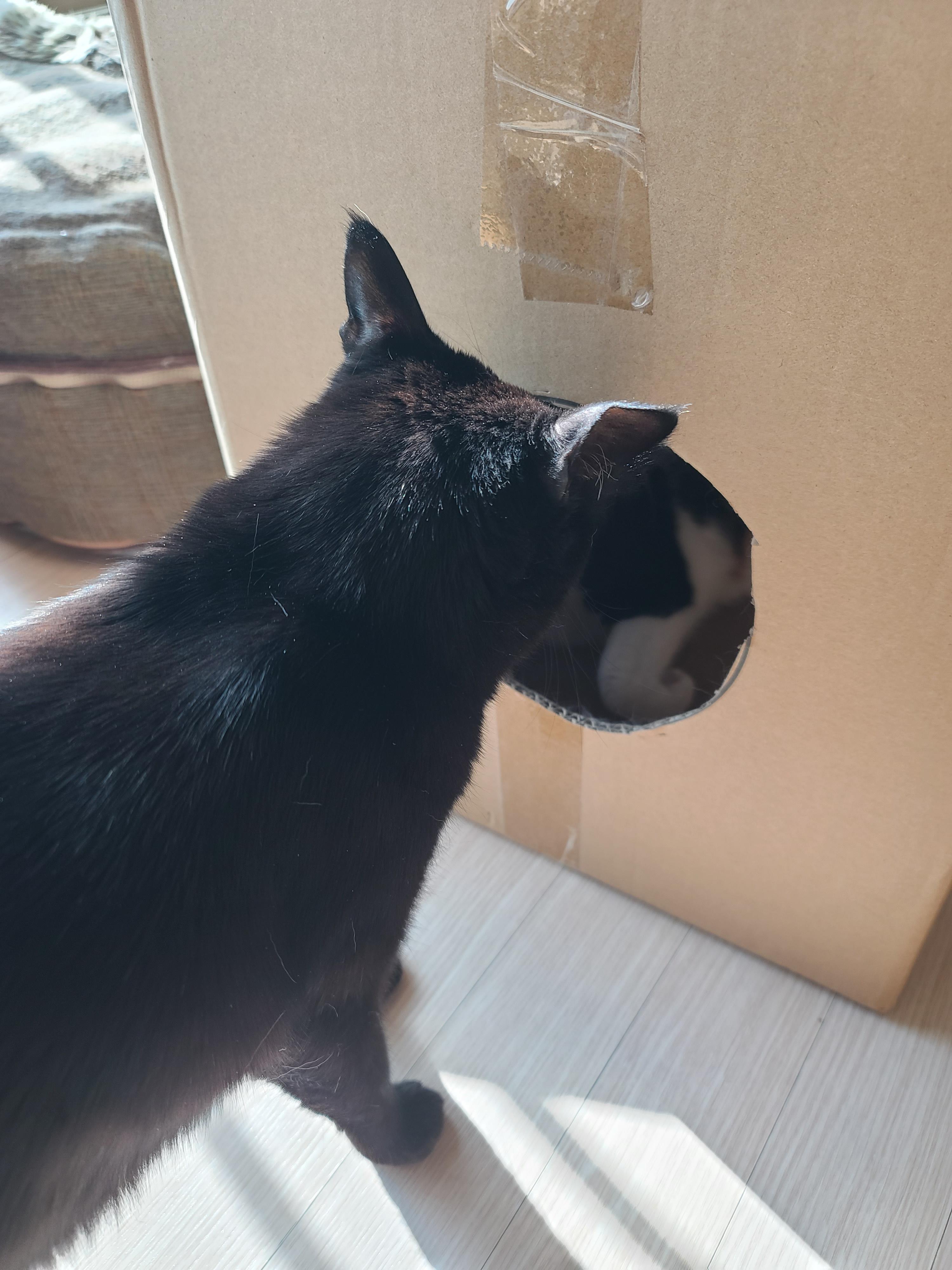 주제를 바꿔버린 건이와 상자놀이터 안의 다다 (feat.오메가3 안먹은 사랑이 ㅋㅋ)