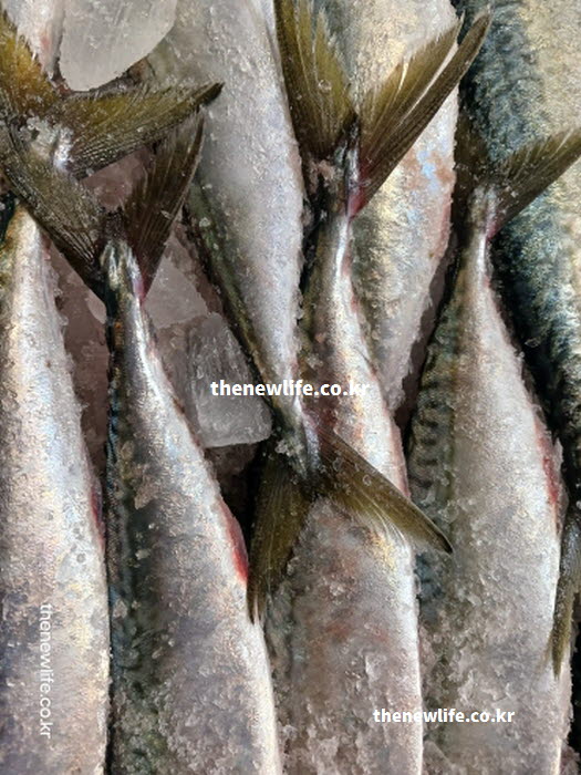 혈당에 전혀 영향을 주지 않는 대표 주자인 GI 당지수 낮은 음식 고등어 실물