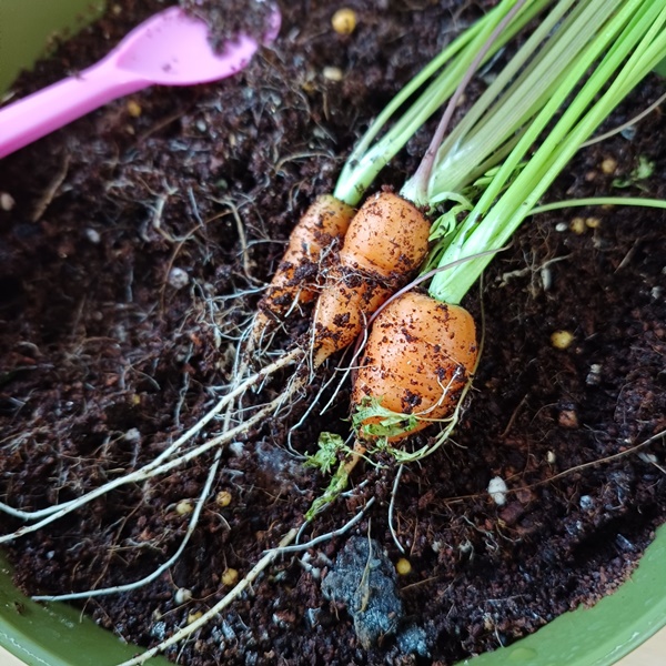 다이소_미니당근_수확3