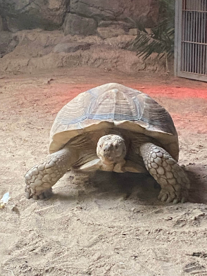 서울대공원 동물원 육지거북