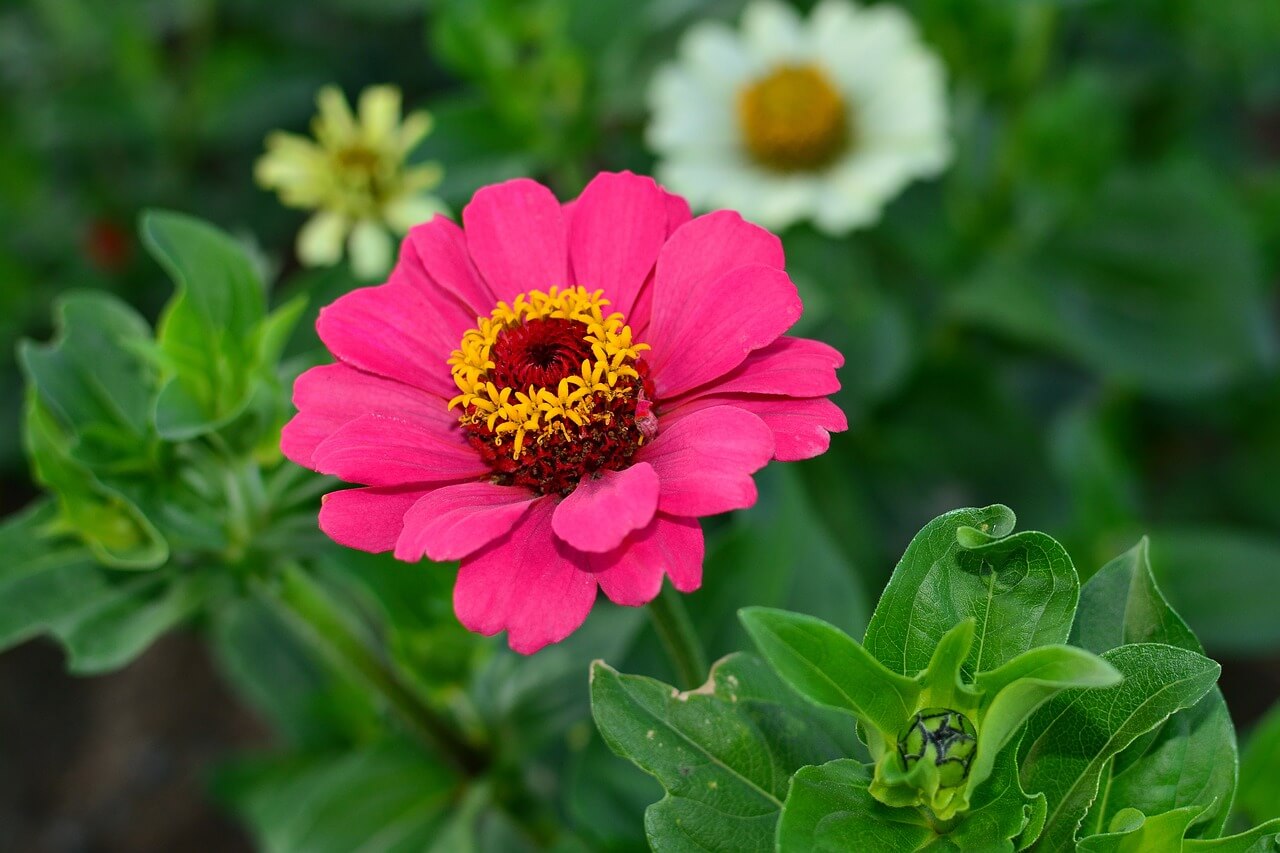 평창 백일홍 축제 기간 추석 입장료 주차장 프로그램