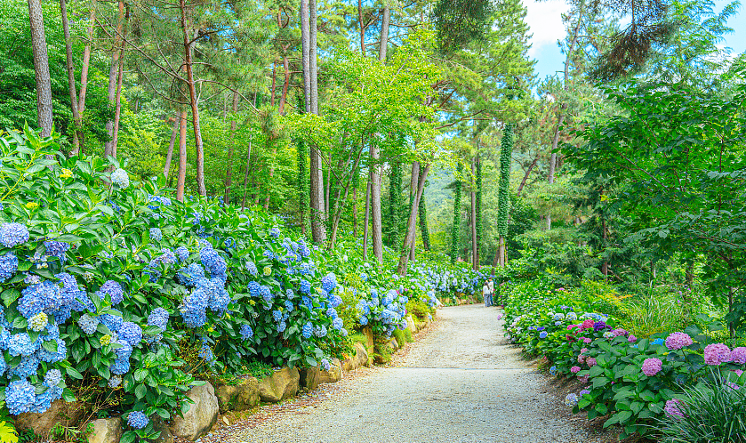 해남 포레스트(4rest) 수목원 수국