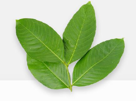 맥스컷-성분-효과