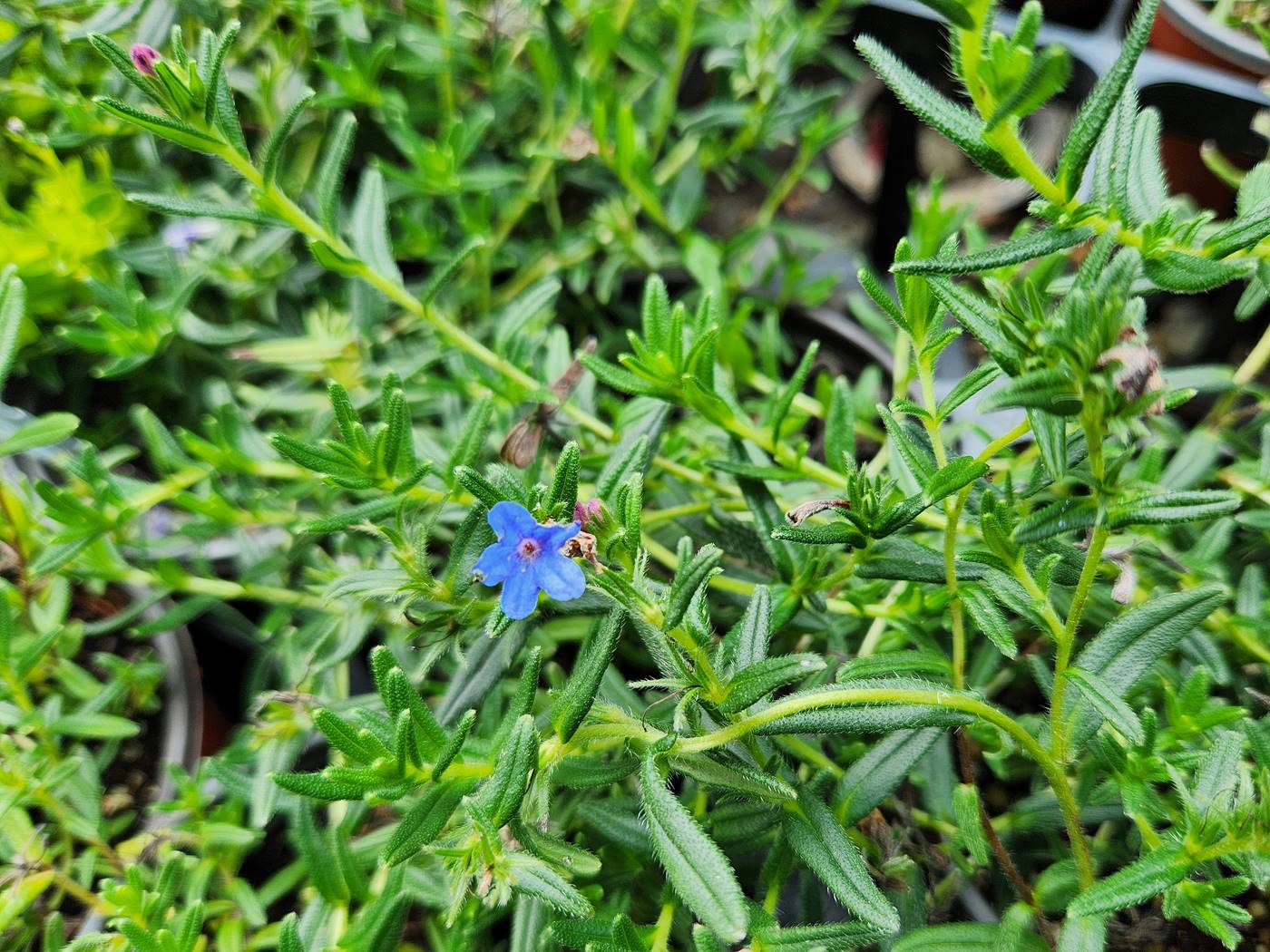 리소도라(이사도라) Lithodora