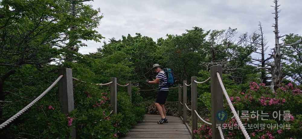 진달래가 핀 목재 데크길에 선 아버지