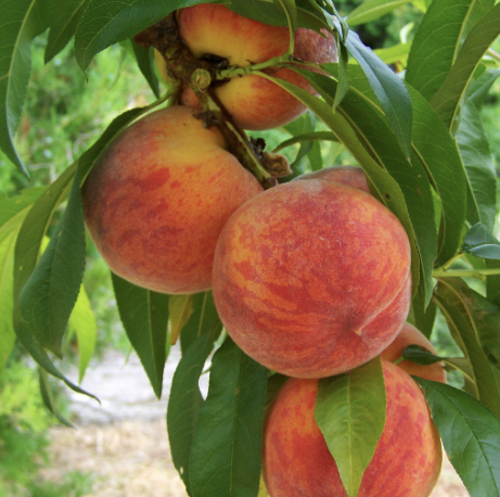 복숭아 보관방법 34