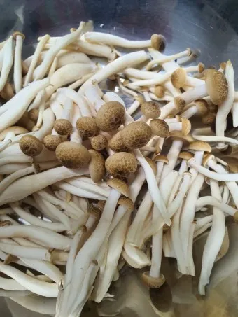 만가닥버섯 효능_17