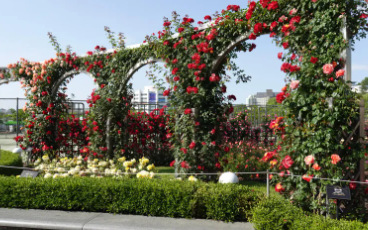 세종 베어트리파크 수목원 장미축제