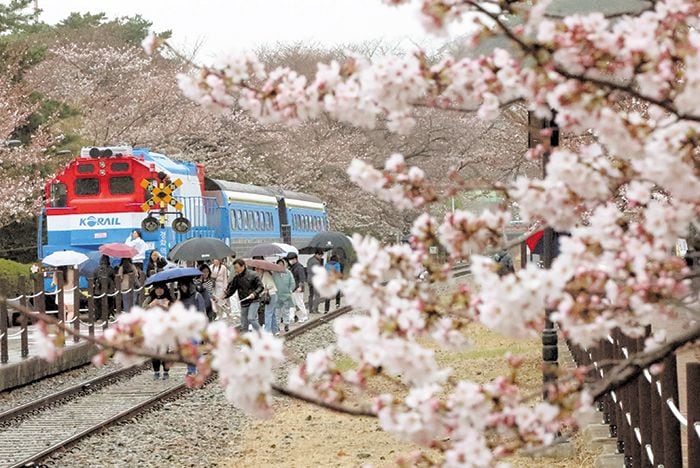 진해군항제 주차