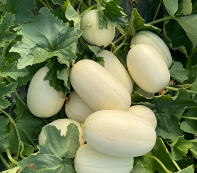 생방송투데이 이 주의 장바구니 경북 고령 쌍둥이메론농장 하미과 & 설향 멜론 주문방법 생방송투데이 3776회