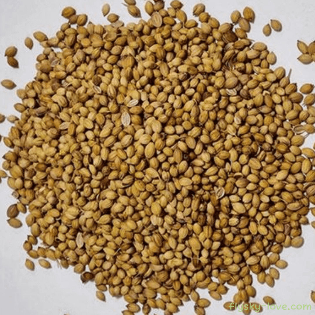 코리앤더 씨 (Coriander Seed)