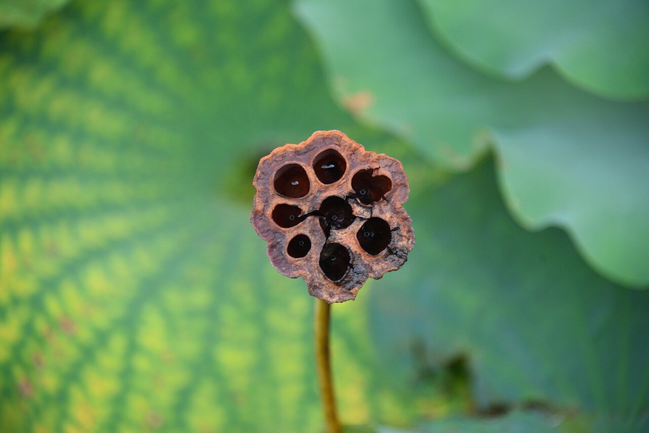연근의 효능, 요리법, 저장법