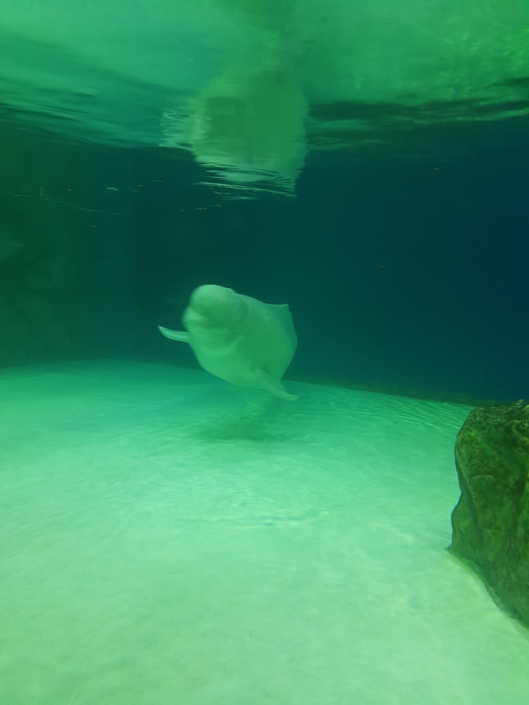 송파구 잠실 놀거리 롯데월드 아쿠아리움 위치 리뷰