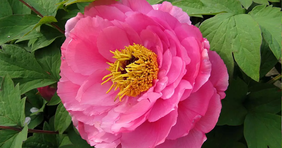 분홍빨간색봄꽃-모란