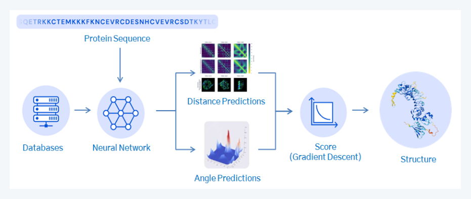알파폴드의 단백질 구조 예측 프로세스