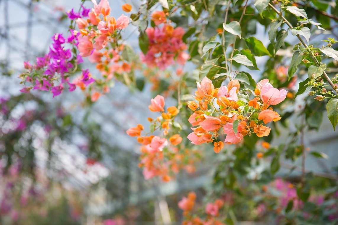 한림공원 부겐빌레아 축제
