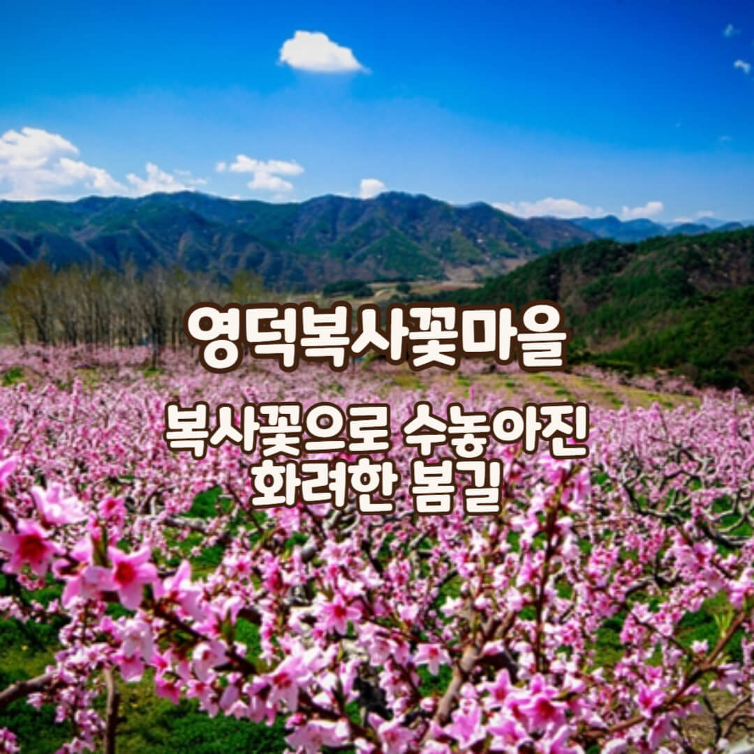 영덕-복사꽃마을