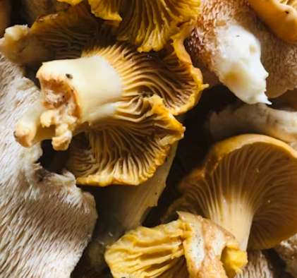 영지버섯 효능 부작용 먹는 방법