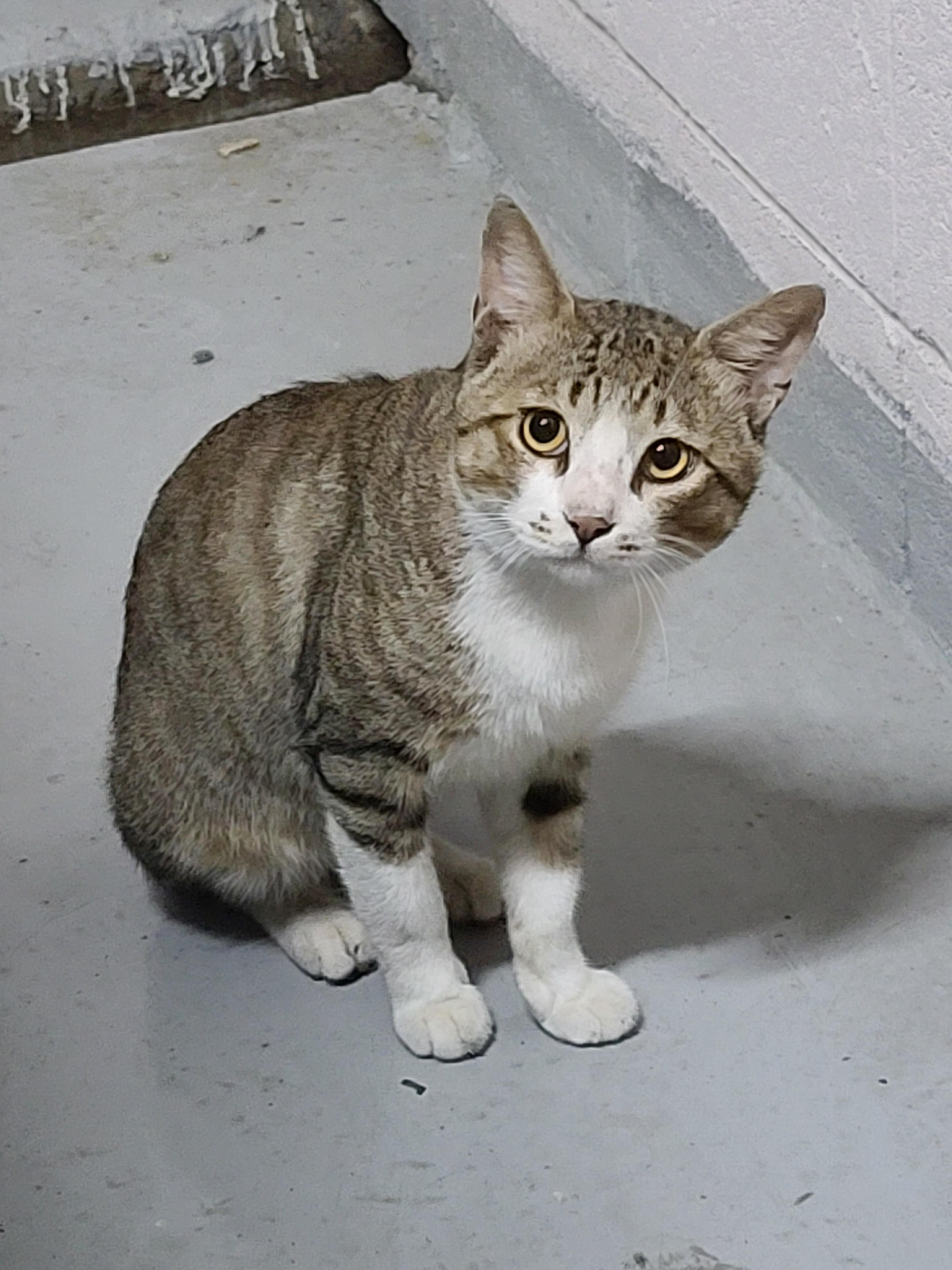 요즘 꾸준히 만나는 길아이. 아프지말고~차조심! 사람조심!