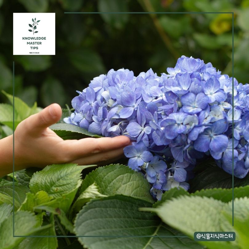 수국 키우기 - 자주 발생하는 문제와 해결책