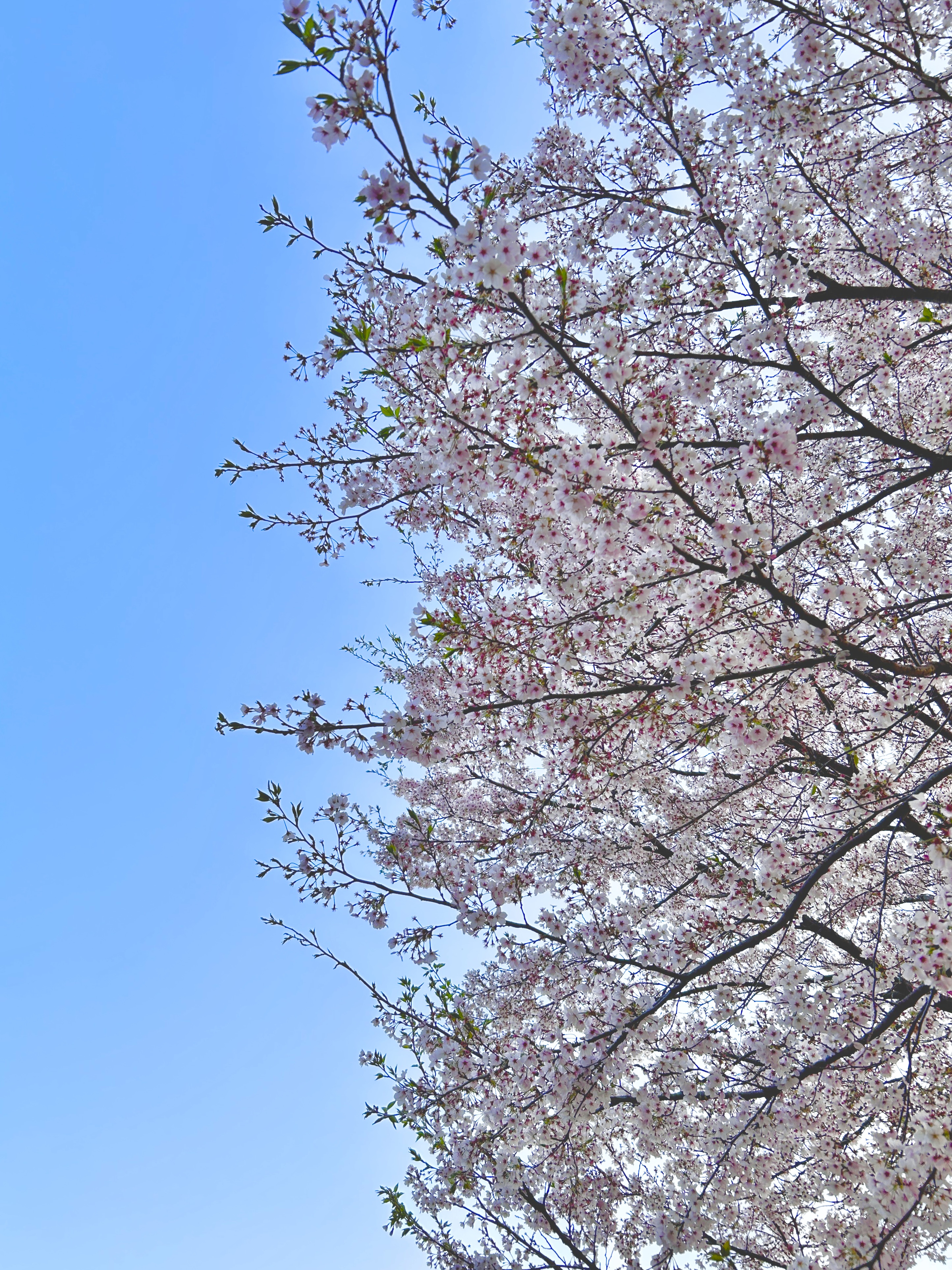 2025 국내 벚꽃 명소 추천 (서울, 부산, 경주)