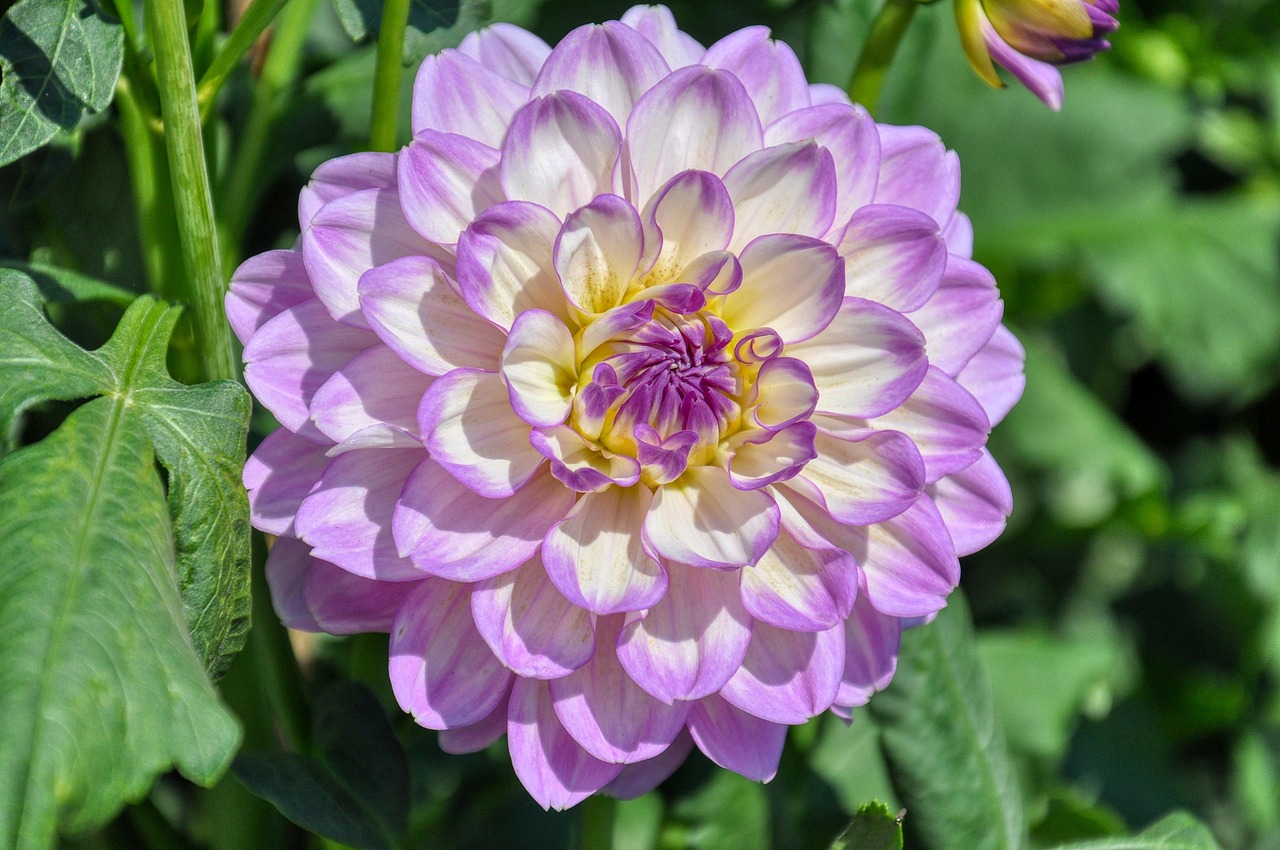 '디알리아' 특징, 키우는 방법, 비슷한 꽃 비교