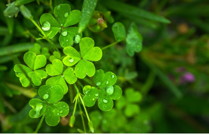 행운의 확률을 높이는 방법: 수학과 통계학이 알려주는 팁