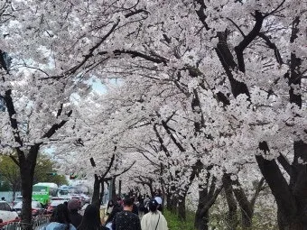 2025년 벚꽃축제 일정 시기 명소_16
