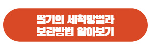 딸기