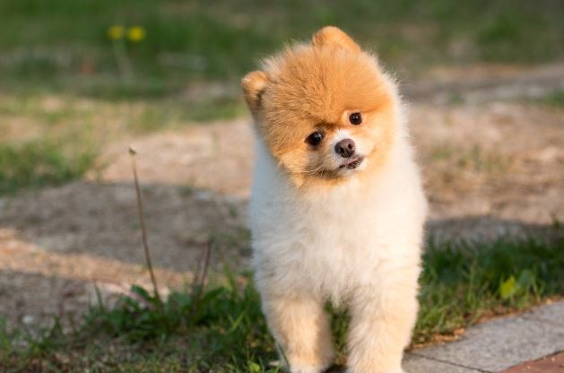 작고 귀여운 포메라니안 강아지가 애교 부리듯 우측으로 고개를 갸우뚱 하고 있는 모습의 사진