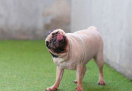 개의 머리가 떨리고 있다