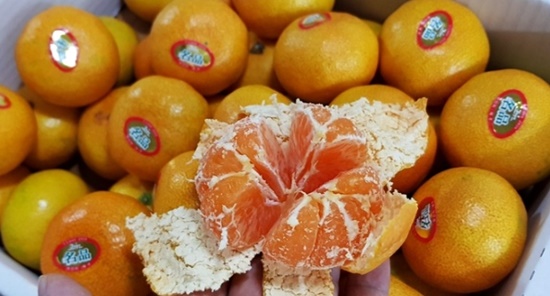 제주도 여행 시 보내준 제주감귤