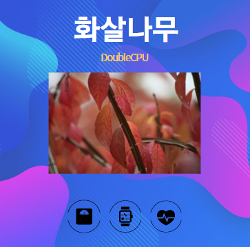 화살나무 알아보기