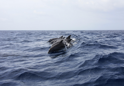 지능이 높은 동물