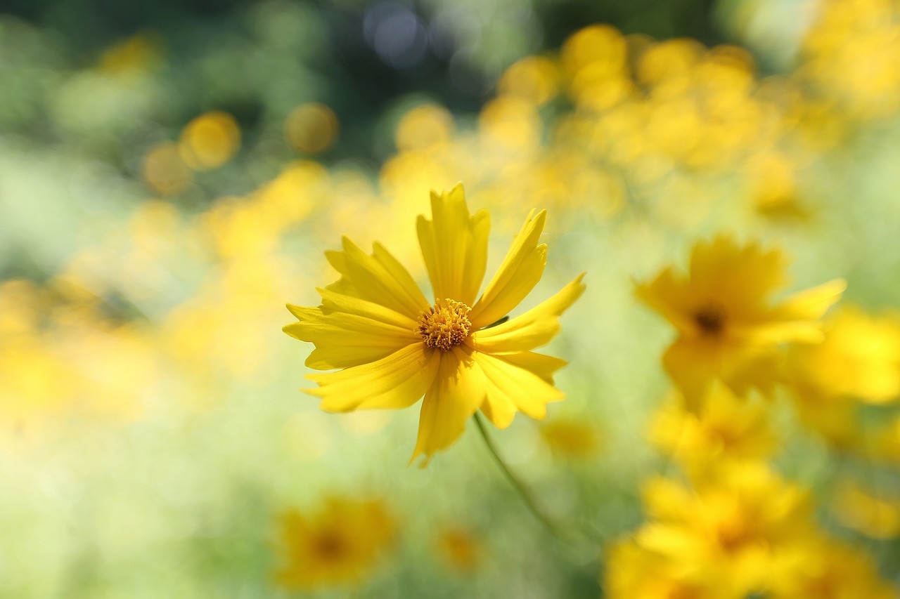 밀양 명례성지 금계국