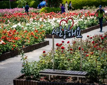 울산대공원 장미축제_26