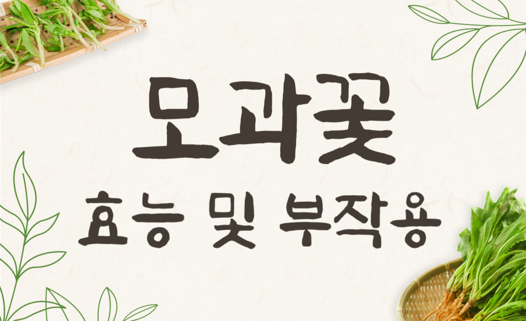 모과꽃 효능과 부작용, 모과차로 건강 지키는 법