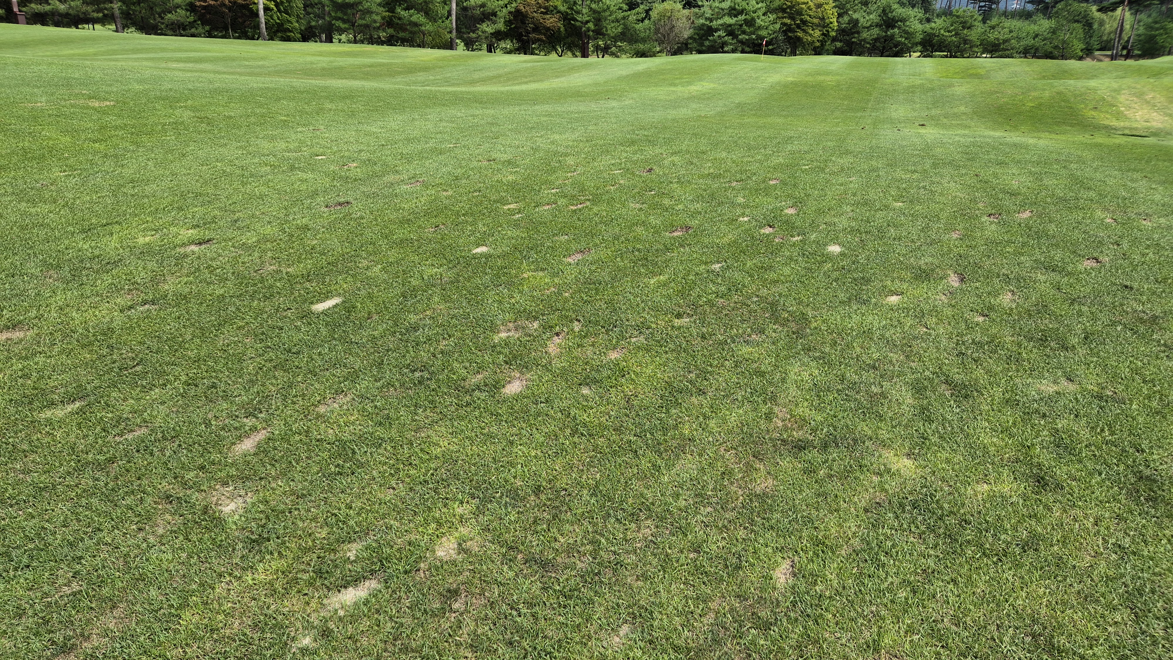 센테리움cc 스코틀랜드-웨일즈 코스 라운드 후기