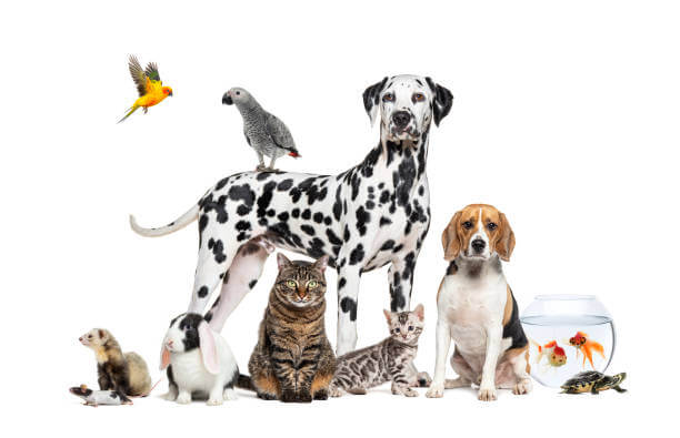 노령견 관절 건강 지키는 꿀팁