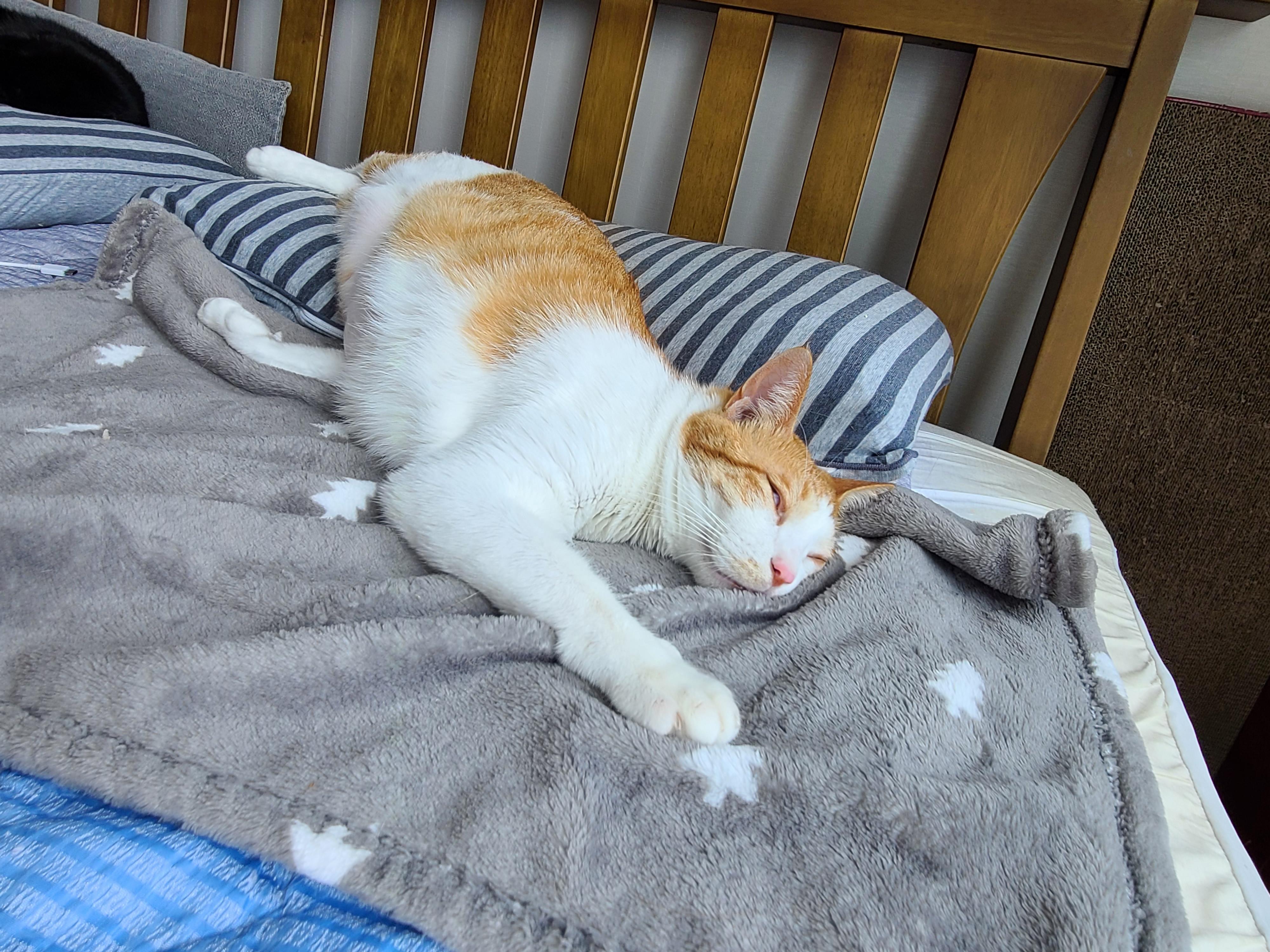 막둥이 치즈고양이 삐용이