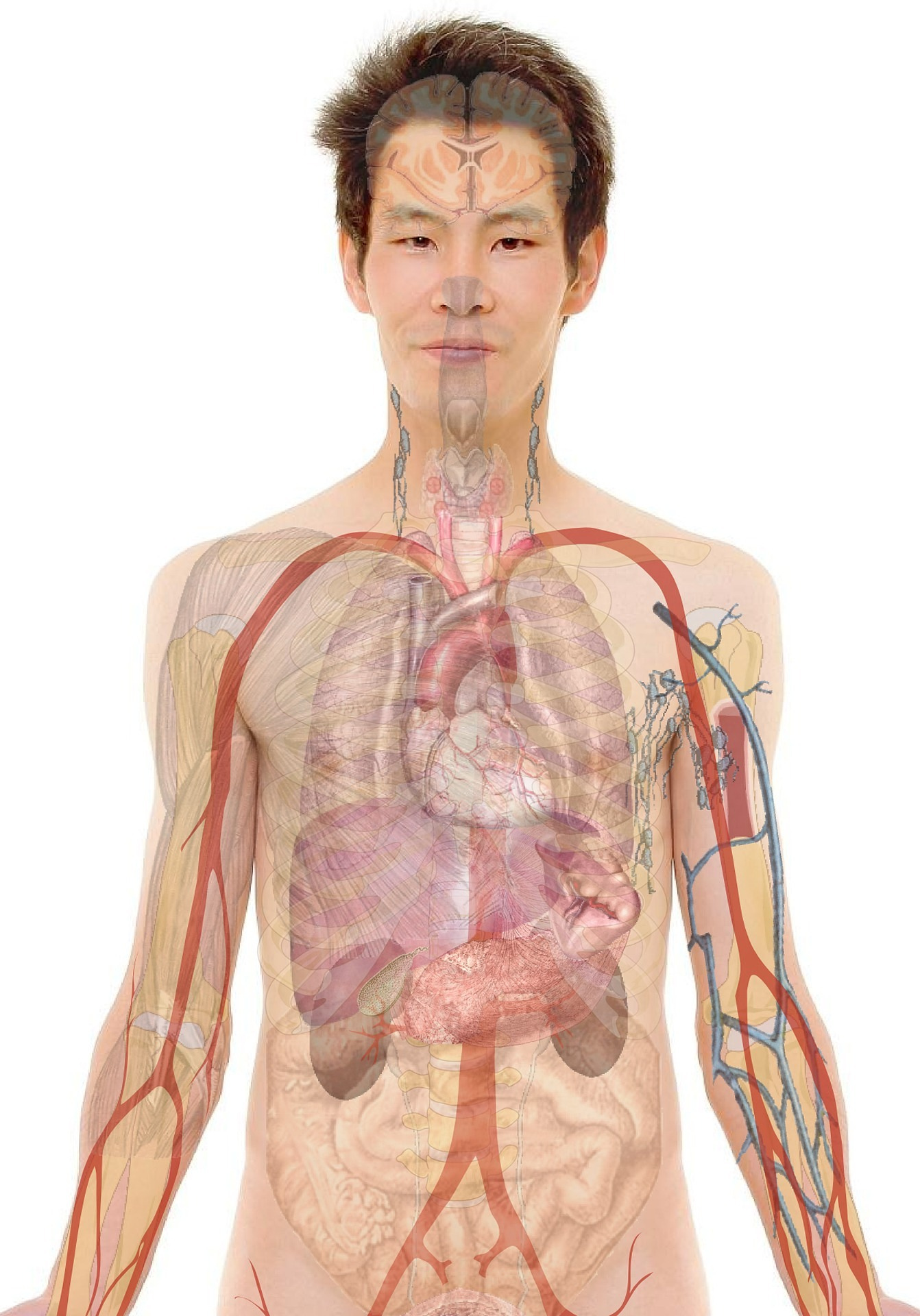 남자신체내장