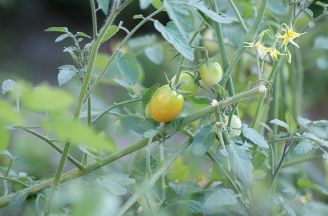 스테비아 방울토마토 효능 부작용 칼로리